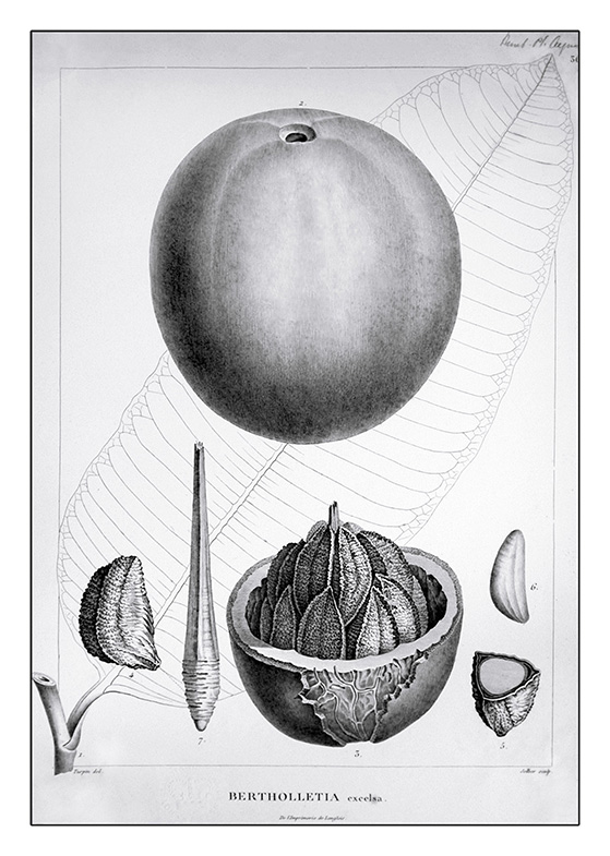 Bertholletia excelsa, Engraving on paper by Pierre Jean François Turpin (1775-1840) © copyright The Trustees of the Royal Botanic Gardens, Kew