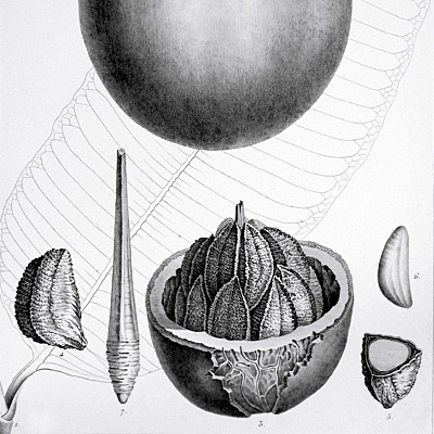 Bertholletia excelsa, Engraving on paper by Pierre Jean François Turpin (1775-1840) © copyright The Trustees of the Royal Botanic Gardens, Kew