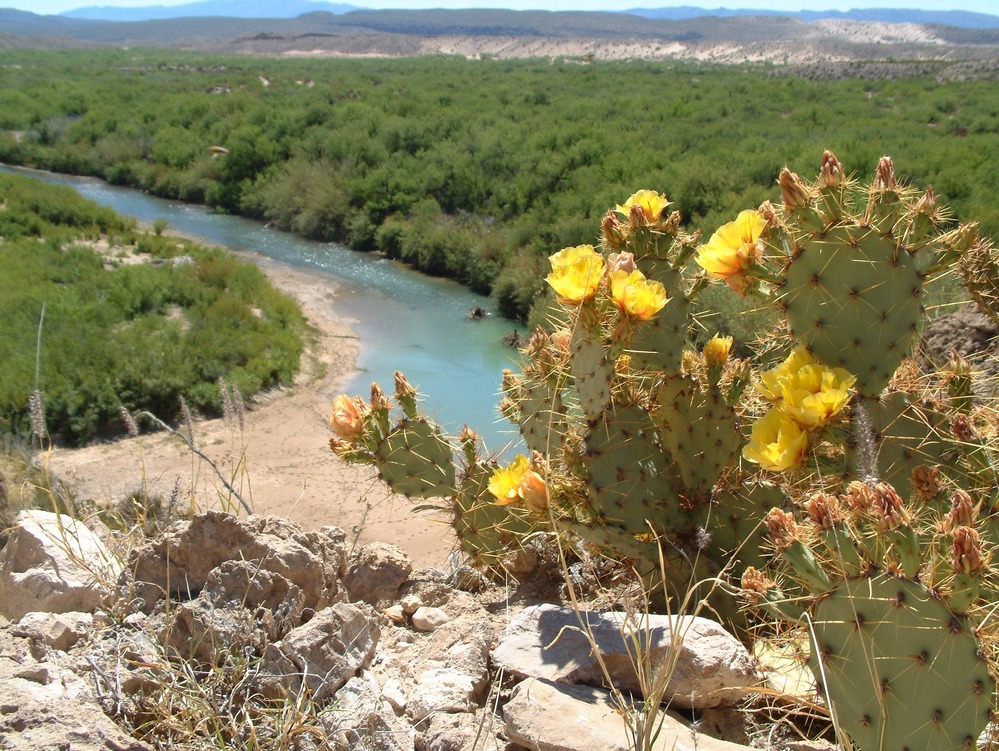 Chihuahuan Desert, Texas