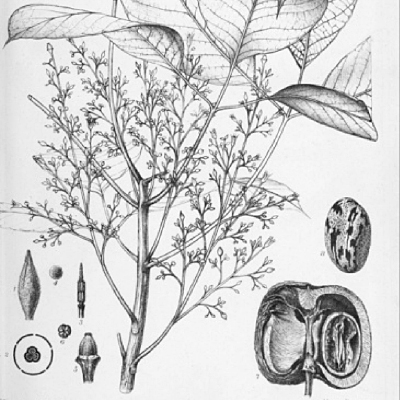 Lithograph of the Hevea brasiliensis plant by D. Blair.
Collection of the Library, Art & Archives – Royal Botanic Gardens, Kew © copyright The Trustees of the Royal Botanic Gardens, Kew.