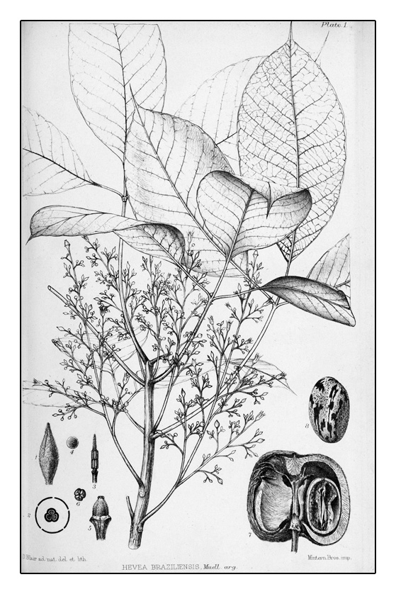 Lithograph of the Hevea brasiliensis plant by D. Blair. Collection of the Library, Art & Archives – Royal Botanic Gardens, Kew
© copyright The Trustees of the Royal Botanic Gardens, Kew.
