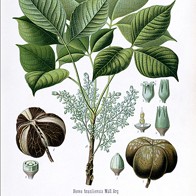 Lithograph of the Hevea brasiliensis plant by D. Blair.
Collection of the Library, Art & Archives – Royal Botanic Gardens, Kew © copyright The Trustees of the Royal Botanic Gardens, Kew.