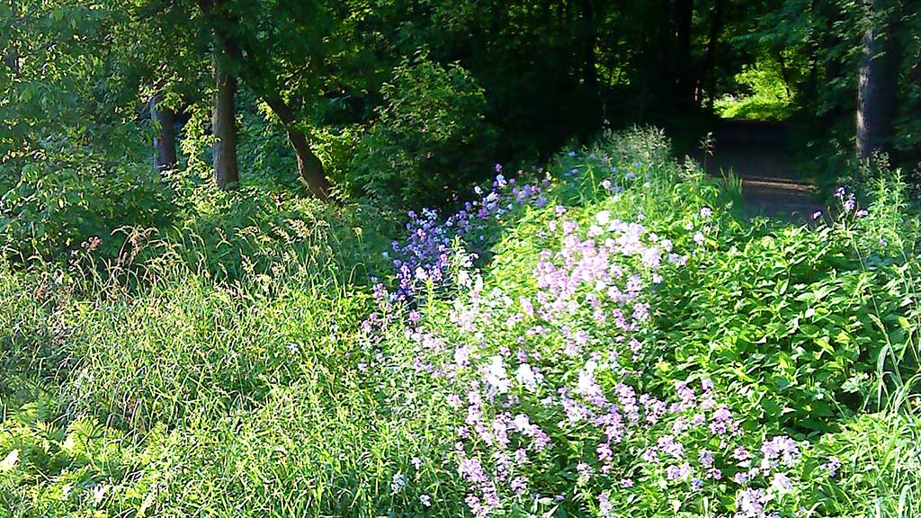 Analysis of Strengths, Weaknesses, Possibilities and Pitfalls of ecosystem accounting to support the delivery of biodiversity conservation